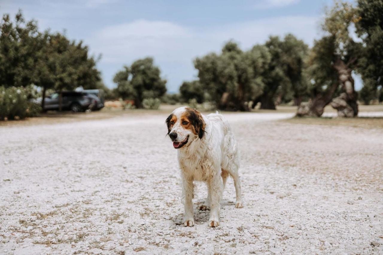 فاسانو Masseria Garrappa المظهر الخارجي الصورة